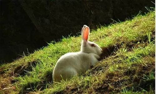 മുയലുകൾക്ക് ചെടിയൊടിച്ച്​ തീറ്റ നൽകി; വയോധികയെ മരുമകൾ മർദിച്ചു