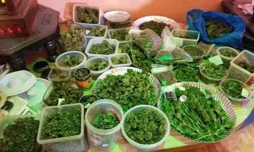 ഹൈഡ്രോപോണിക് രീതിയിൽ കഞ്ചാവ് കൃഷി, ലക്ഷങ്ങളുടെ മയക്കുമരുന്ന്; ഗോവയിൽ റഷ്യൻ ഒളിമ്പിക് മെഡൽ ജേത്രിയടക്കം മൂന്നുപേർ പിടിയിൽ