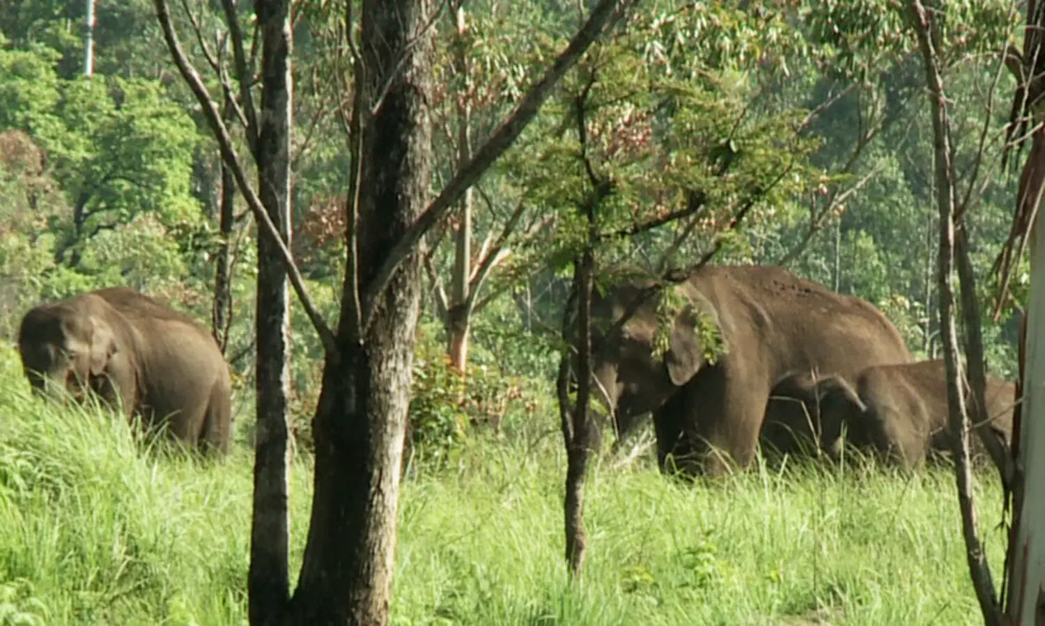 Wild Elephants