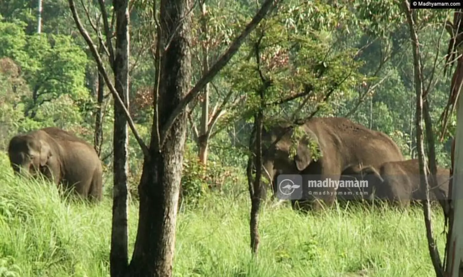 സിമന്‍റുപാലത്ത് വീണ്ടുമെത്തി കാട്ടാനക്കൂട്ടം; അരിക്കൊമ്പനൊപ്പമുണ്ടായിരുന്ന പിടിയാനയും കുട്ടിയാനകളും