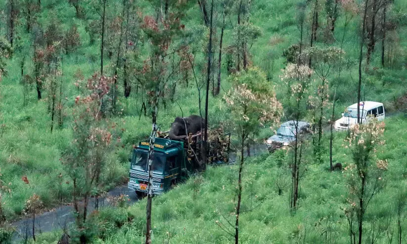 അരിക്കൊമ്പനെ കാടുകടത്തി; പെരിയാർ കടുവാ സങ്കേതത്തിൽ തുറന്നുവിട്ടു