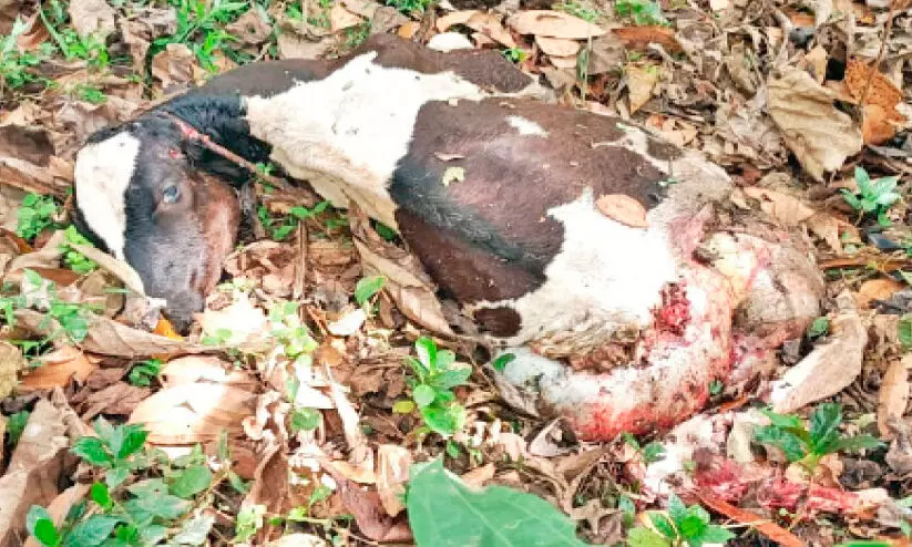 കടുവശല്യം; പുൽപള്ളിയിൽ ജനം ഭീതിയിൽ