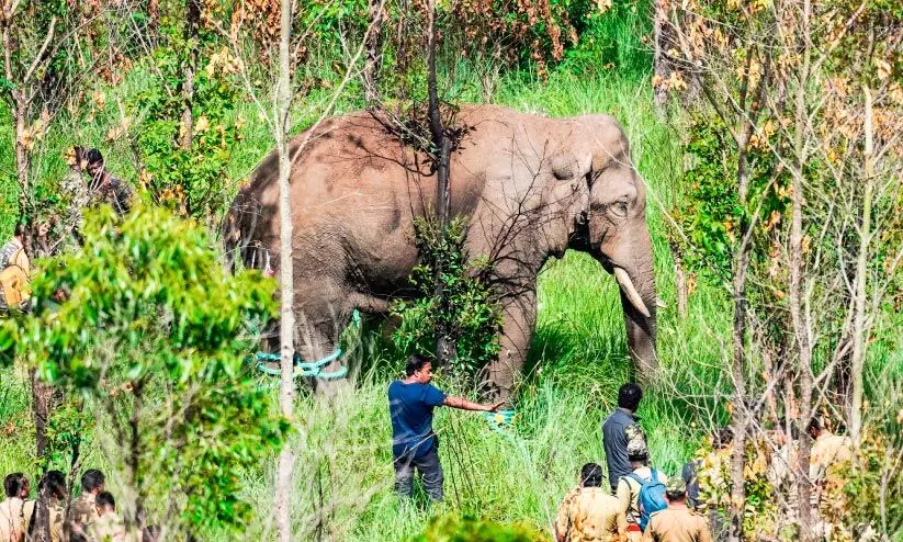 അരിക്കൊമ്പൻ ദൗത്യം; സൂപ്പർ സ്റ്റാറായി കോന്നി സുരേന്ദ്രൻ അരിക്കൊമ്പൻ ദൗത്യം; സൂപ്പർ സ്റ്റാറായി കോന്നി സുരേന്ദ്രൻ