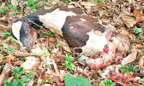 കടുവശല്യം; പുൽപള്ളിയിൽ ജനം ഭീതിയിൽ