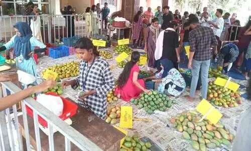 വരൂ പടന്നക്കാട്ടേക്ക്... തേനൂറും രുചിയുള്ള മാമ്പഴവുമായി മടങ്ങാം