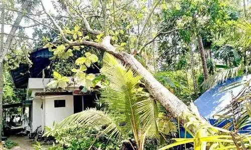 കാ​റ്റി​ലും മ​ഴ​യി​ലും തേ​ക്ക് മ​രം ക​ട​പു​ഴ​കി വീ​ടി​ന് മു​ക​ളി​ൽ വീ​ണു