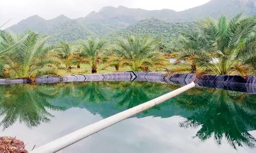 ഈന്തപ്പന കൃഷിപാഠം