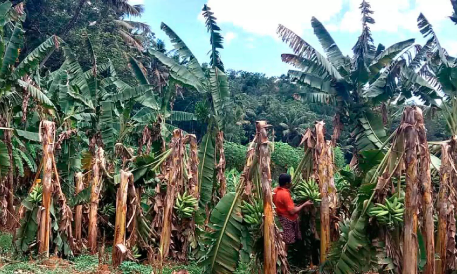Navaikulam Mullanallur region