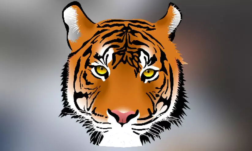 tiger