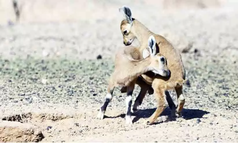 നിയോമിൽ മാനുകൾക്ക് കുഞ്ഞുങ്ങൾ പിറന്നു നിയോമിൽ മാനുകൾക്ക് കുഞ്ഞുങ്ങൾ പിറന്നു