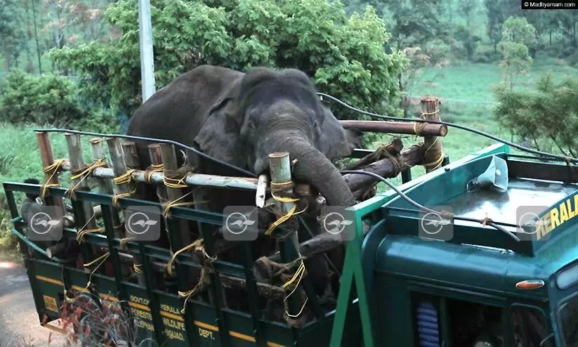അരിക്കൊമ്പനെ നിരീക്ഷിക്കാൻ വെറ്ററിനറി ഡോക്ടര്‍ ഉള്‍പ്പെടെ എട്ടംഗ സംഘം