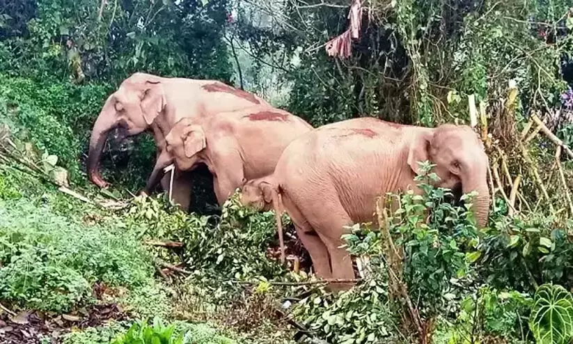 ചിന്നക്കനാൽ 301 കോളനിയിൽനിന്ന് മാറ്റിപ്പാർപ്പിക്കണമെന്ന് ആദിവാസികൾ ചിന്നക്കനാൽ 301 കോളനിയിൽനിന്ന് മാറ്റിപ്പാർപ്പിക്കണമെന്ന് ആദിവാസികൾ