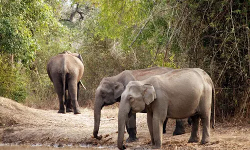 കടുവകളുടെ കണക്കെടുപ്പ് അവസാനഘട്ടത്തിൽ​; ആനകളുടെ ‘തലയെണ്ണൽ’ പിന്നാലെ