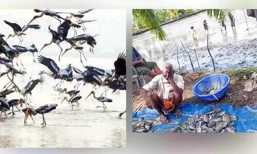 ഈ പാടങ്ങളിൽ കാണാം, അഴകേറും കാഴ്ചകൾ