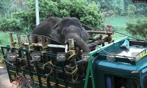 അരിക്കൊമ്പനെ നിരീക്ഷിക്കാൻ വെറ്ററിനറി ഡോക്ടര്‍ ഉള്‍പ്പെടെ എട്ടംഗ സംഘം