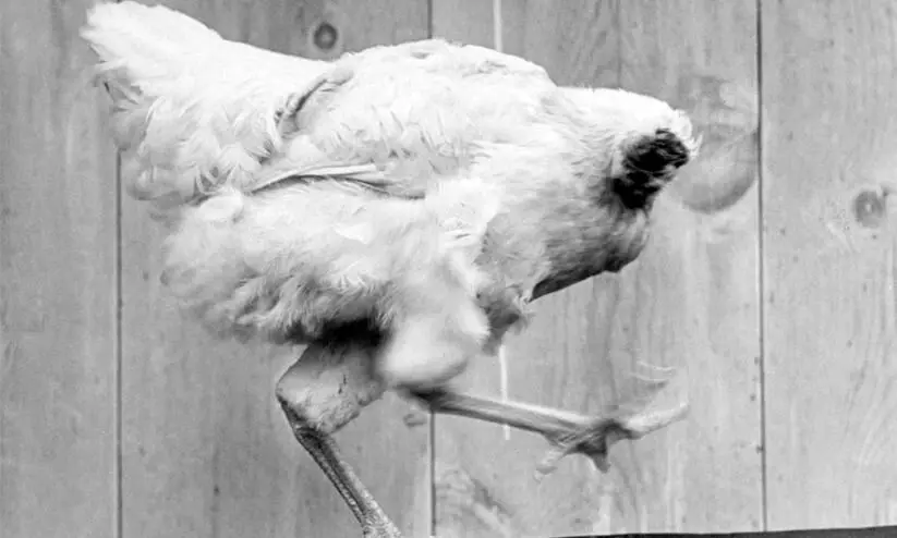 Mike the Headless Chicken