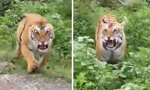 tiger at Jim Corbett National Park