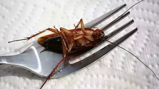 ബിരിയാണിയിൽ പാറ്റ; 20,000 രൂപ നഷ്ടപരിഹാരം നൽകാൻ ഉത്തരവ്