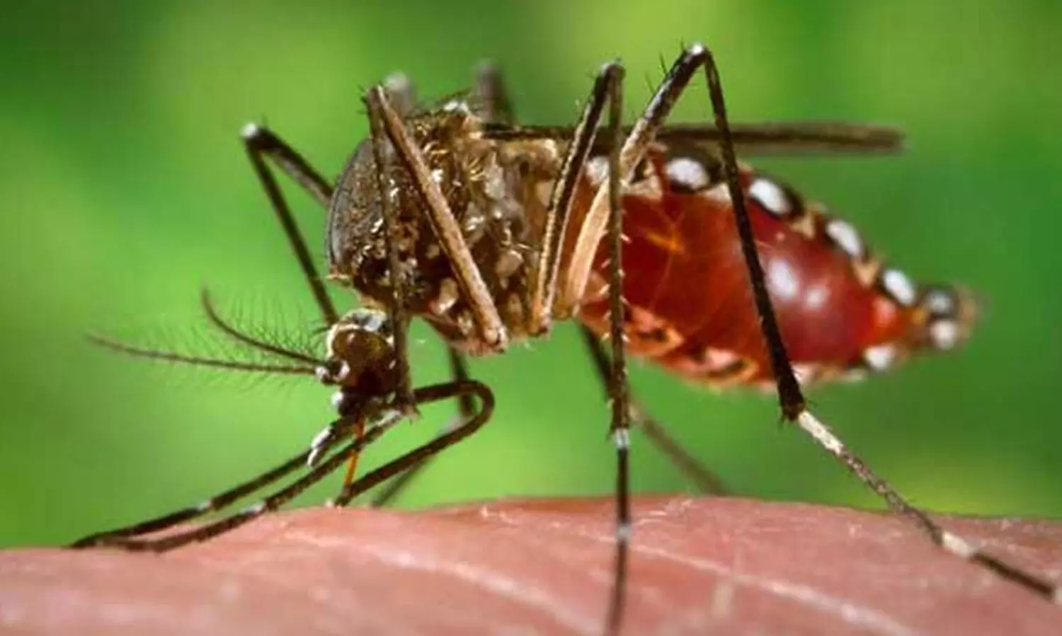 ആഴ്ചയിലൊരിക്കല്‍ ഡ്രൈ ഡേ ആചരിക്കണം