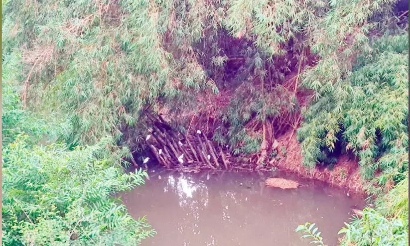പുഴയോരം ഇടിഞ്ഞ് എസ്.കെ സ്മൃതി കേന്ദ്രവും മുളങ്കാടും തകർച്ച ഭീഷണിയിൽ