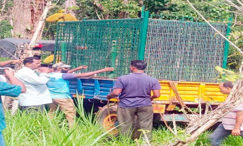ചേപ്പിലയിൽ വീണ്ടും കടുവ ആക്രമണം ചേപ്പിലയിൽ വീണ്ടും കടുവ ആക്രമണം