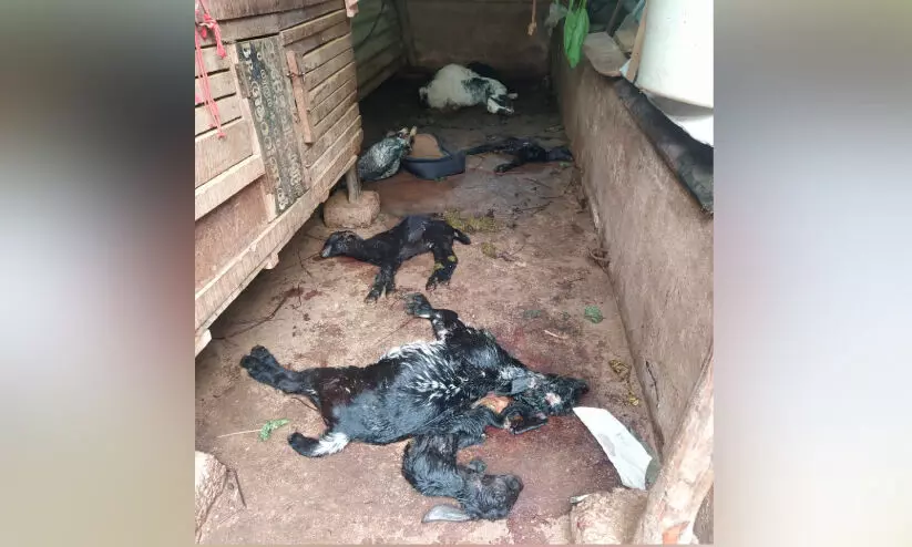 കരവാരത്ത്​ തെരുവുനായ ശല്യം രൂക്ഷം, ഏഴ് ആടുകളെ കൊന്നു