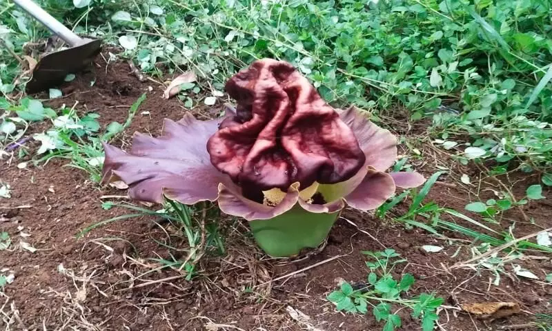 ചേനപ്പൂവ് ചേനപ്പൂവ്