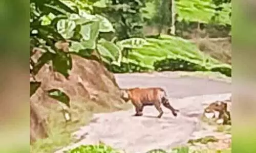 കടുവപ്പേടിയിൽ കല്ലാർ എസ്റ്റേറ്റിലെ തൊഴിലാളി കുടുംബങ്ങൾ