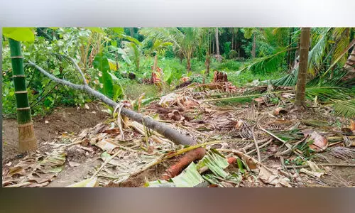 കുളത്തൂപ്പുഴയിൽ കാട്ടാനക്കൂട്ടം കൃഷി നശിപ്പിച്ചു