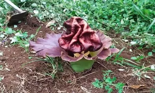 ചേനപ്പൂവ്