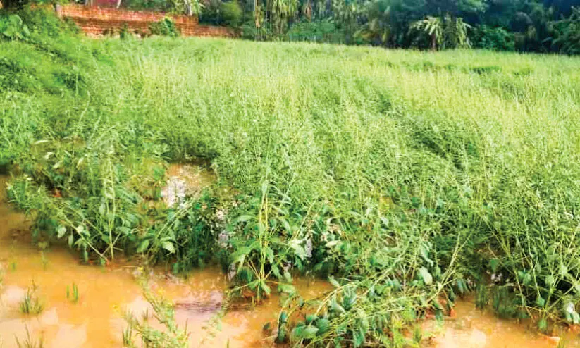 എള്ളുകൃഷി വെള്ളത്തിൽ