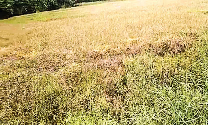 വാഗ്ദാനങ്ങൾ കടലാസിൽ; മോക്ഷം ലഭിക്കാതെ അയ്യംകുളം വാഗ്ദാനങ്ങൾ കടലാസിൽ; മോക്ഷം ലഭിക്കാതെ അയ്യംകുളം