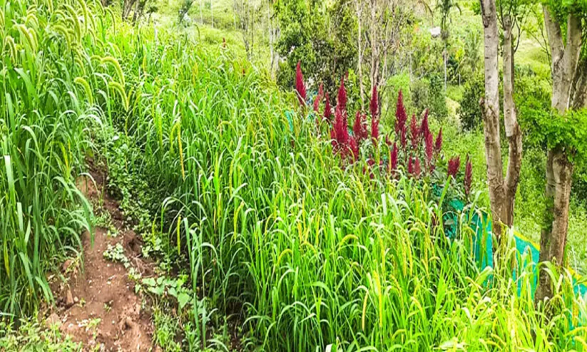 കാന്തല്ലൂരിനെ ചെറുധാന്യങ്ങളുടെ വിളഭൂമിയാക്കാന് പദ്ധതി കാന്തല്ലൂരിനെ ചെറുധാന്യങ്ങളുടെ വിളഭൂമിയാക്കാന് പദ്ധതി