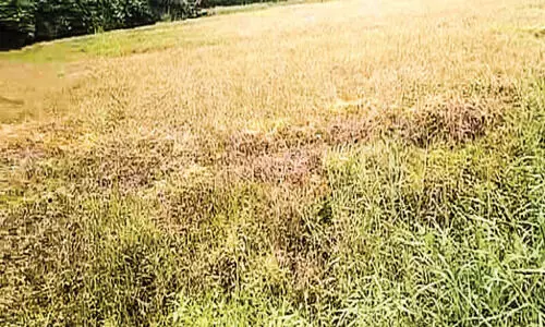 വാഗ്ദാനങ്ങൾ കടലാസിൽ; മോക്ഷം ലഭിക്കാതെ അയ്യംകുളം