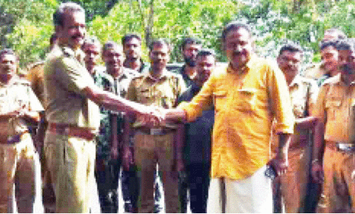 wild elepahnt wild elepahnt