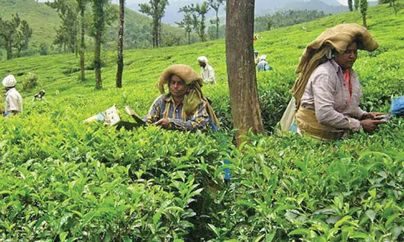 വയനാട്ടിൽ 59,000 ഏക്കറോളം വിദേശ തോട്ടം ഭൂമിയുണ്ടെന്ന് റിപ്പോർട്ട് വയനാട്ടിൽ 59,000 ഏക്കറോളം വിദേശ തോട്ടം ഭൂമിയുണ്ടെന്ന് റിപ്പോർട്ട്