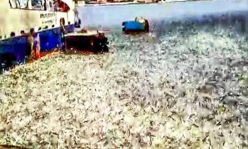 അഴിമുഖത്തെ ചാള ചാകര പ്രജനനം വർധിച്ചതാകാമെന്ന് വിദഗ്ധർ