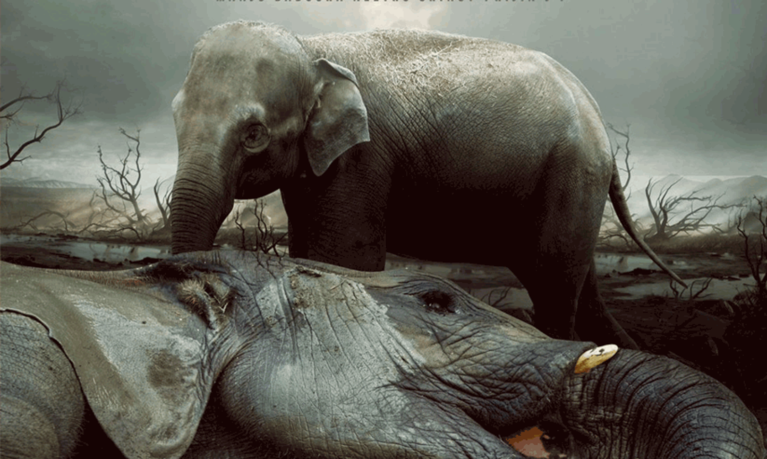 Arikomban To be Movie