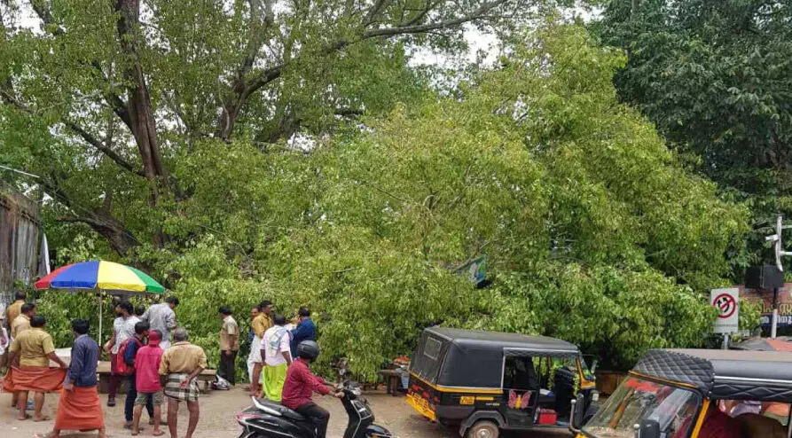 ചന്തയിലെ ആൽമരം ഒടിഞ്ഞുവീണു ക​ച്ച​വ​ട​ക്കാ​ര​ട​ക്കം പ​രി​ക്കേ​ൽ​ക്കാ​തെ ര​ക്ഷ​പ്പെ​ട്ടു