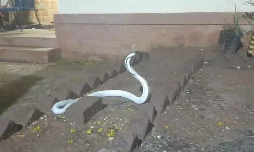 Watch: In Coimbatore White Albino King Cobra