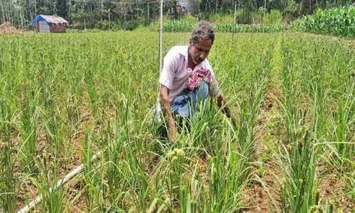 മു​ത്താ​റി കൃ​ഷി​യി​ൽ വി​ജ​യം​കൊ​യ്ത് ജോ​ൺ​സ​ൻ