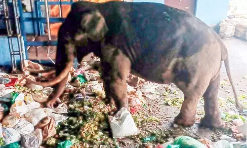 പടയപ്പക്ക്​ ഭീഷണിയായി പ്ലാസ്റ്റിക്​ മാലിന്യം