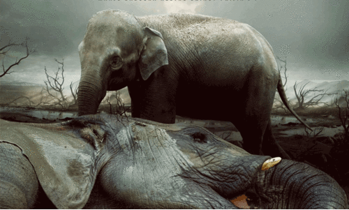 Arikomban To be Movie