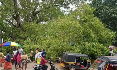 ചന്തയിലെ ആൽമരം ഒടിഞ്ഞുവീണു ക​ച്ച​വ​ട​ക്കാ​ര​ട​ക്കം പ​രി​ക്കേ​ൽ​ക്കാ​തെ ര​ക്ഷ​പ്പെ​ട്ടു