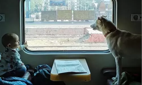 Everything you need to know before planning a train journey with your pet