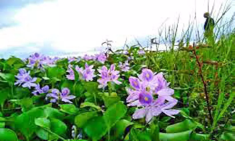 തണ്ണീർമുക്കം ബണ്ട്​ തുറന്നിട്ടും ഒഴിയാതെ പോള ശല്യം