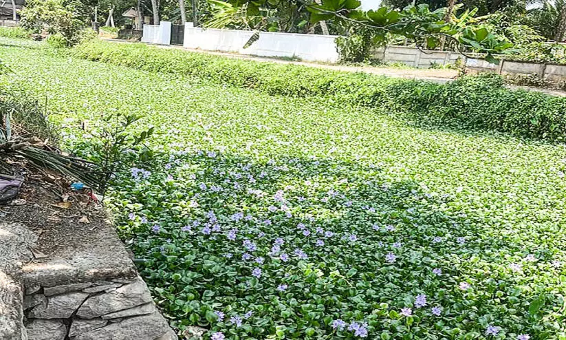 നാടന്‍മത്സ്യങ്ങൾ കിട്ടാക്കനി