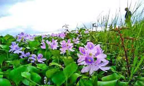 തണ്ണീർമുക്കം ബണ്ട്​ തുറന്നിട്ടും ഒഴിയാതെ പോള ശല്യം