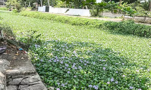 നാടന്‍മത്സ്യങ്ങൾ കിട്ടാക്കനി