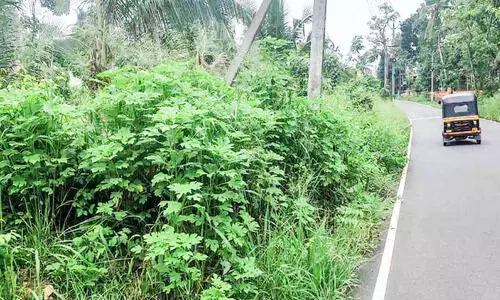 വെള്ളക്കുളങ്ങര-മണ്ണടി റോഡിലേക്ക് കാടിറങ്ങി; യാത്രക്കാർക്ക് ദുരിതം